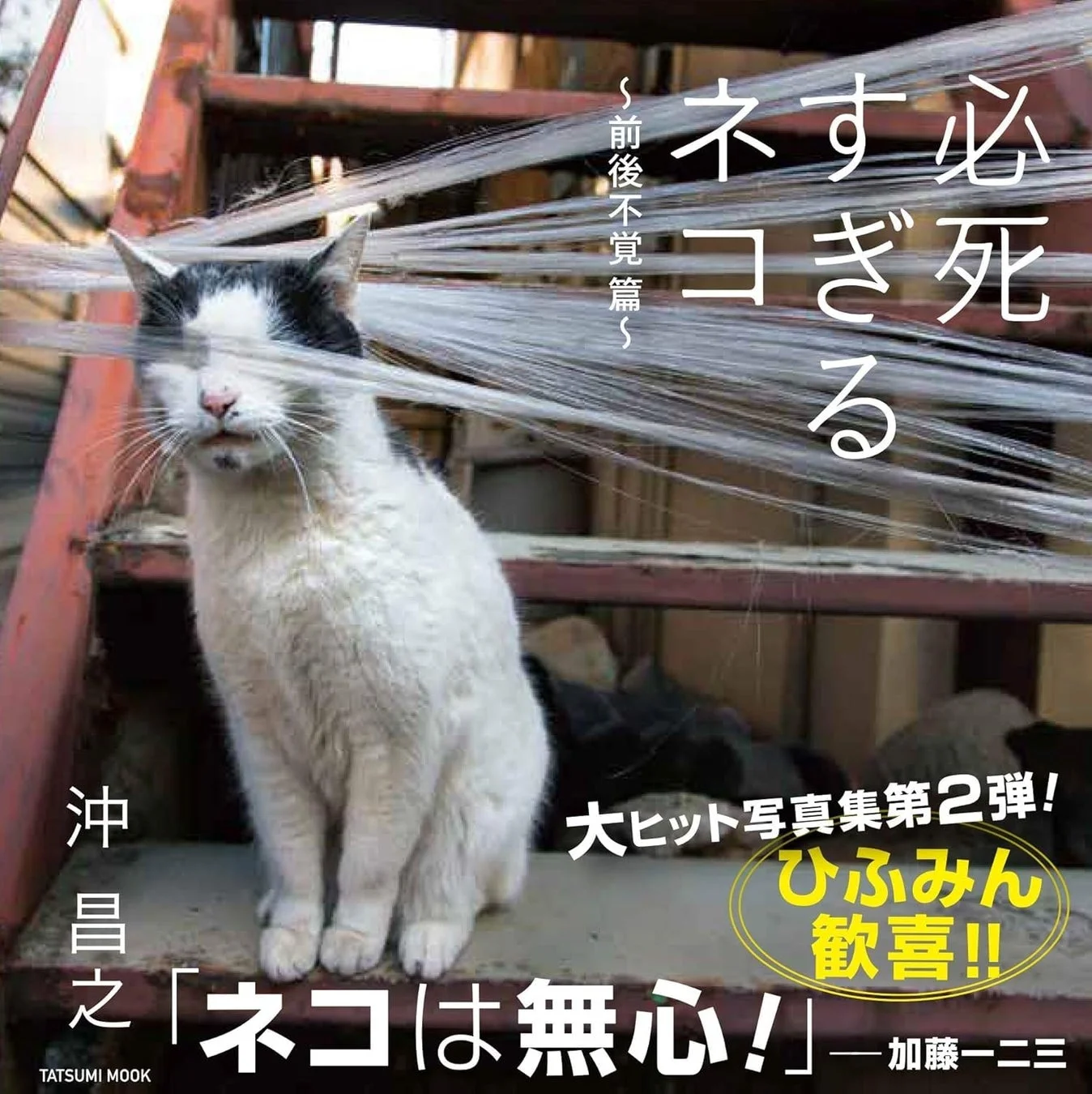 必死すぎるネコ～前後不覚篇～