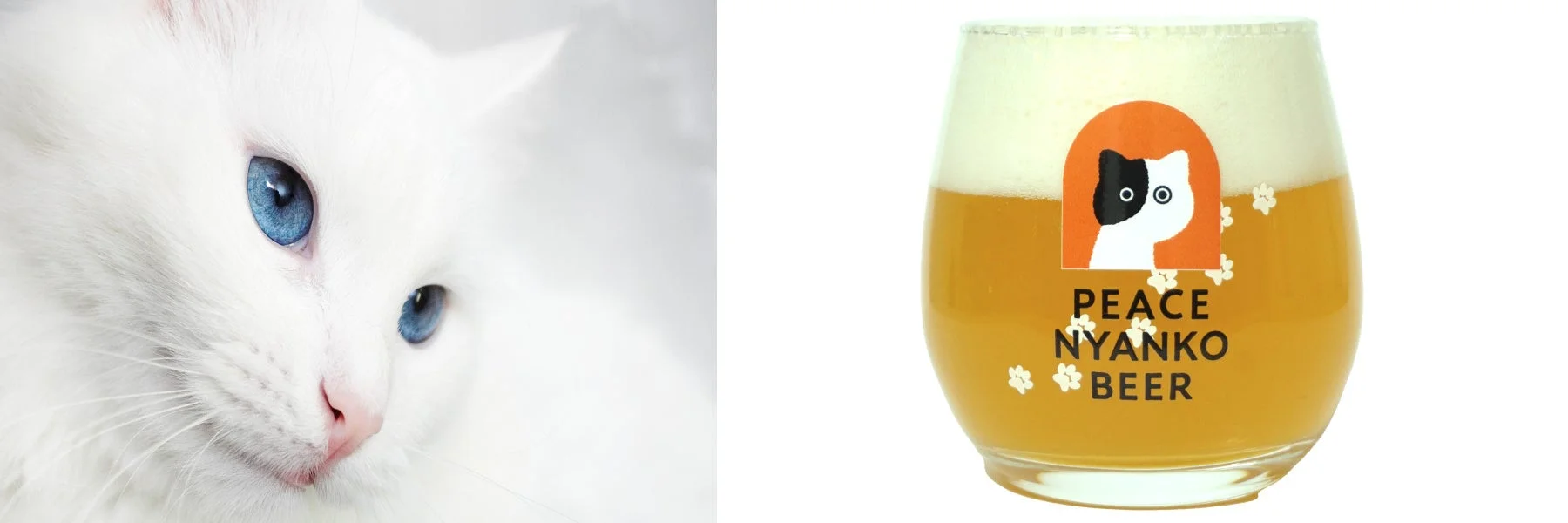 青い瞳を持つ白い猫のクローズアップと、PEACE NYANKO BEERのビールグラス