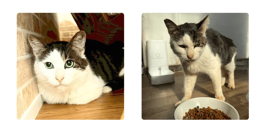 エメラルド王子