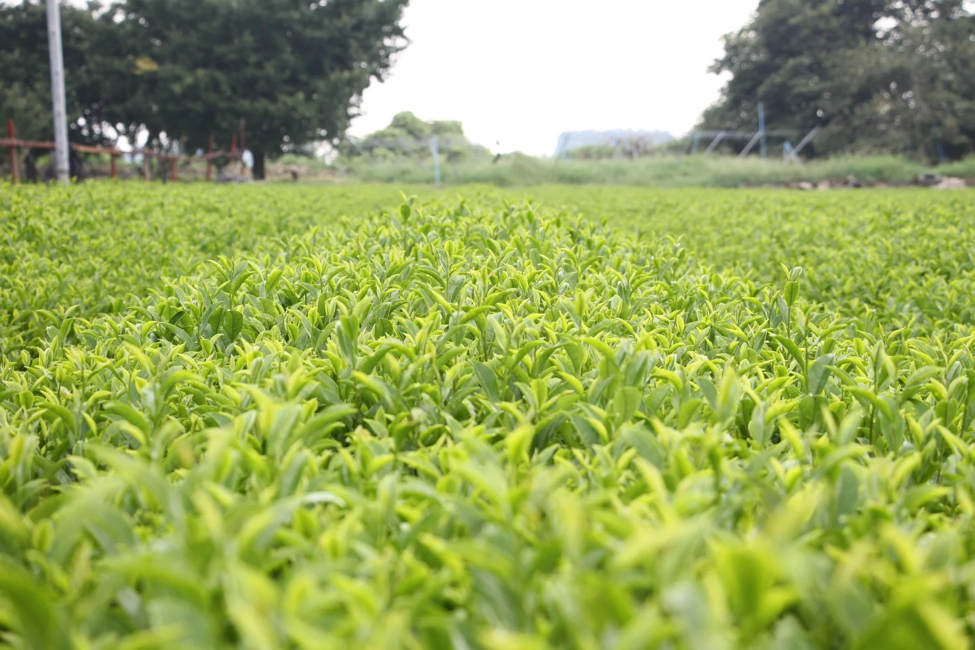 熊本県錦町の茶畑
