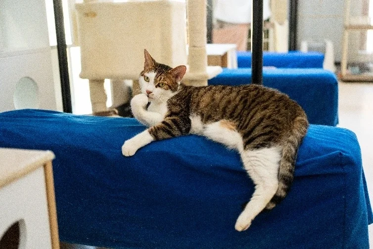 青いクッションの上でくつろぐキジ白の猫