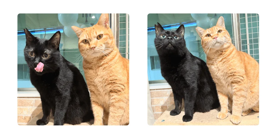 シャー子とチャー坊