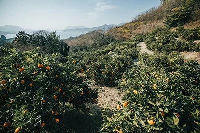 丘陵地に広がるみかん畑の風景