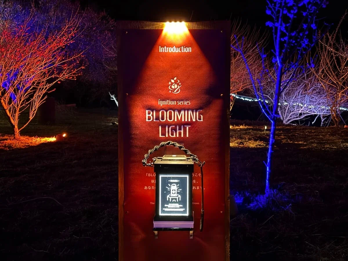 ランタンとライトアップされた梅林の様子