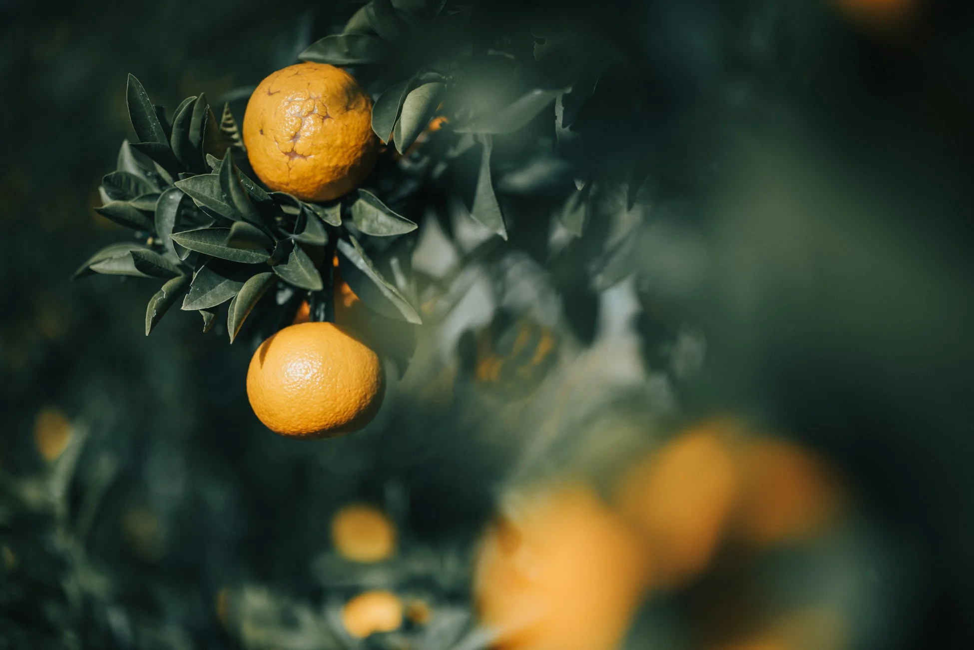 緑豊かな葉に囲まれた木に実るオレンジ色の果実