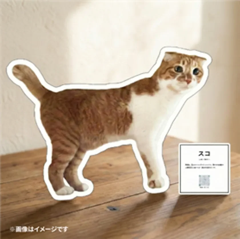 保護猫写真展 展示イメージ