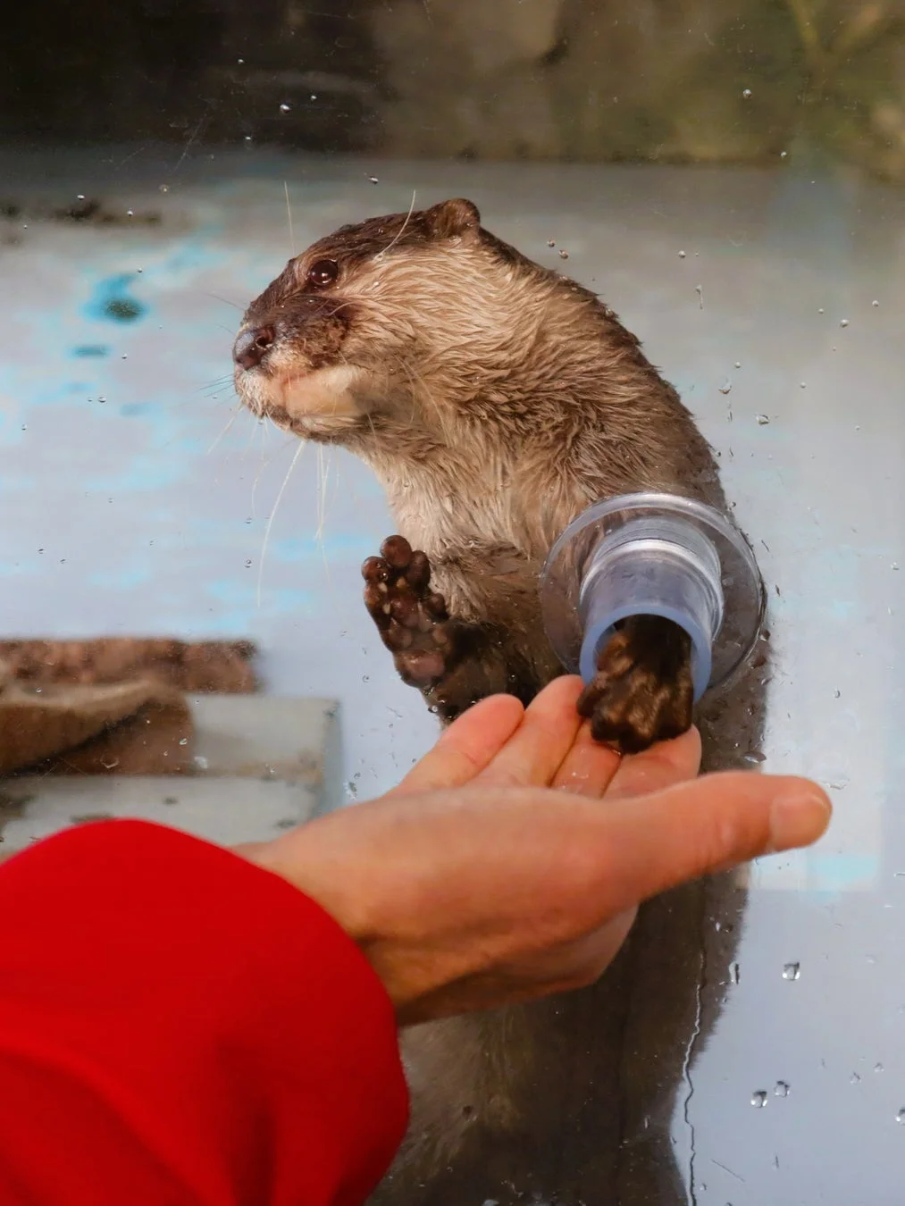 ガラス越しにカワウソが手を出して、人間の手と触れ合っている可愛らしい一枚です。