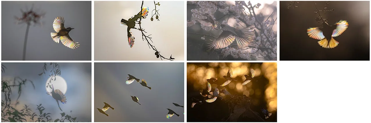 グランプリ作品「虹を纏う」