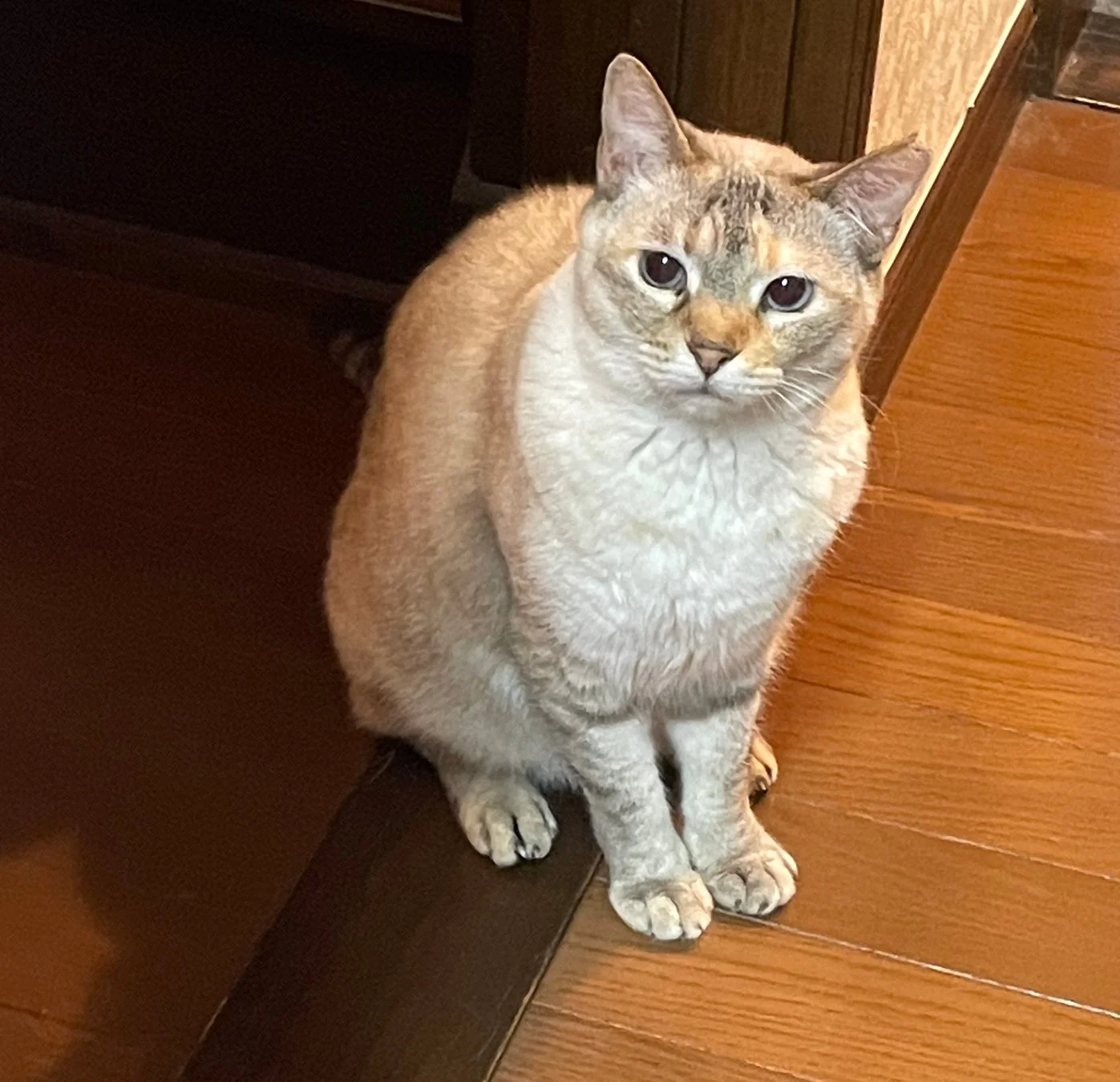 愛猫らんちゃんの様子