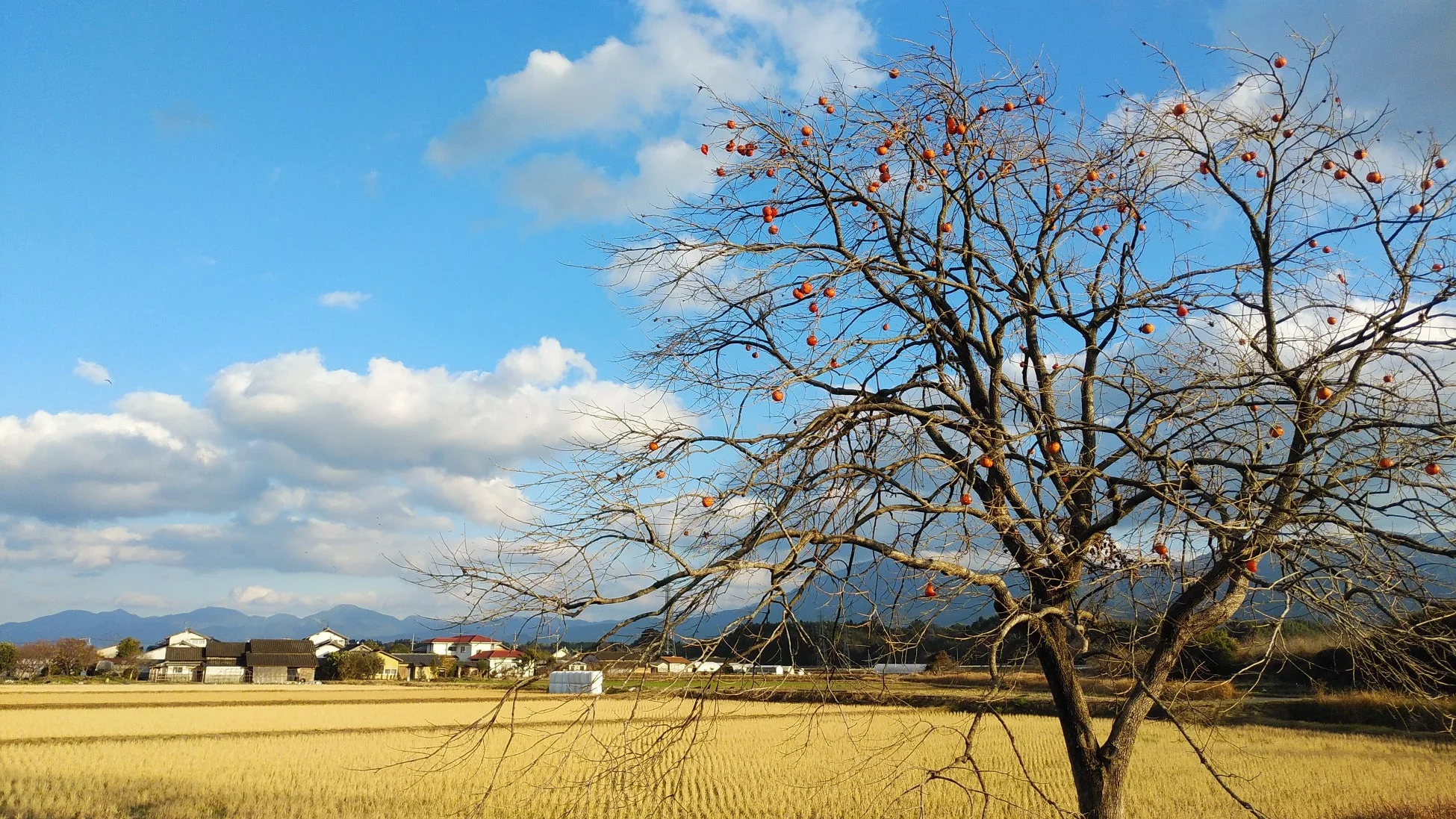 熊本県錦町の柿の木