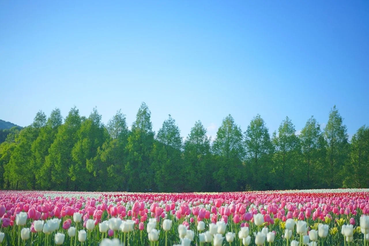 チューリップ畑の風景