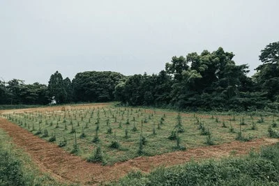 広大な畑に規則正しく植えられた多数の若い苗木