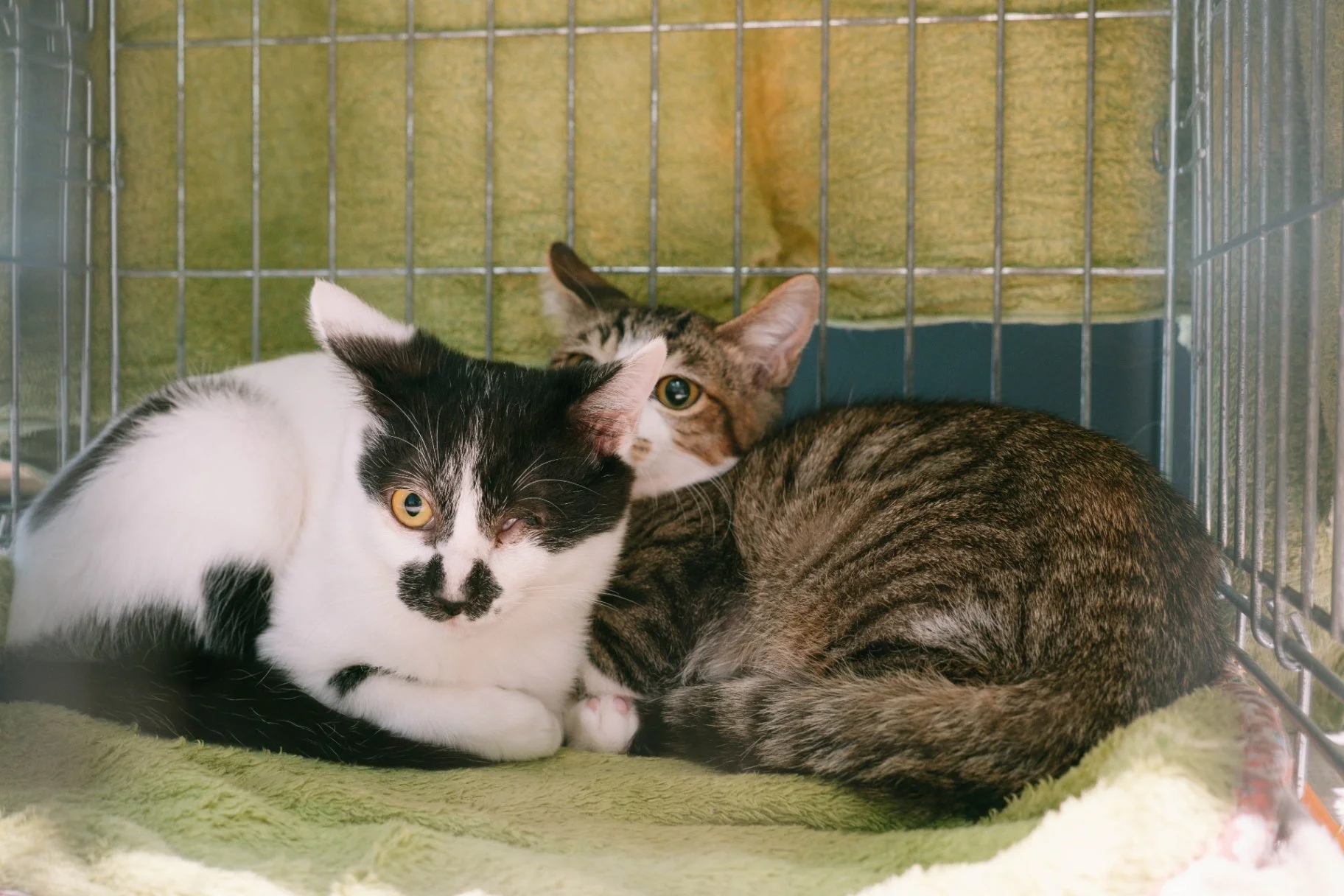 緑色の毛布が敷かれたケージの中で寄り添って横たわる二匹の子猫