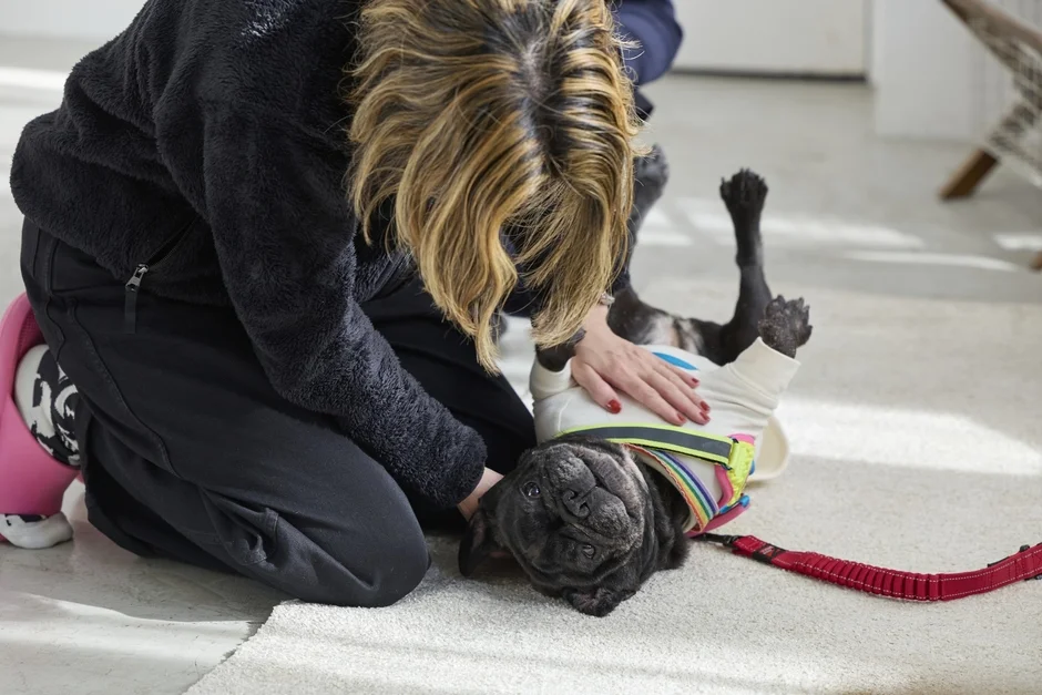 女性がフレンチブルドッグを撫でる様子