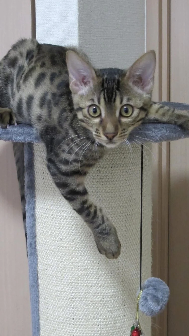 会議室あるある賞の猫