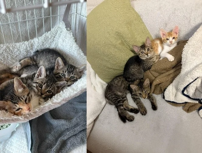 ハンモックやソファでくつろぐ子猫たち