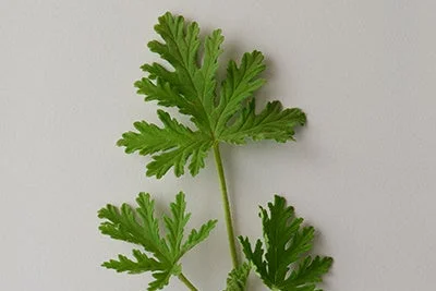 白い背景に置かれた緑色の葉のクローズアップ画像