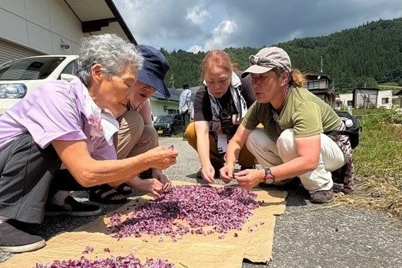 屋外で紫色の植物の葉を選別する人々