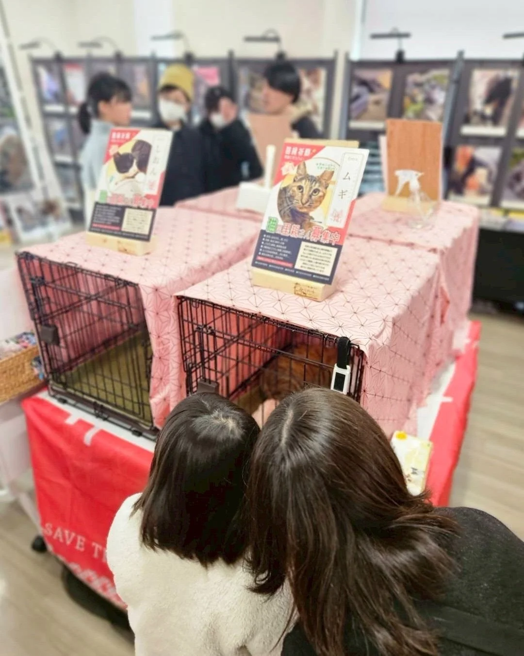 猫の里親募集の様子