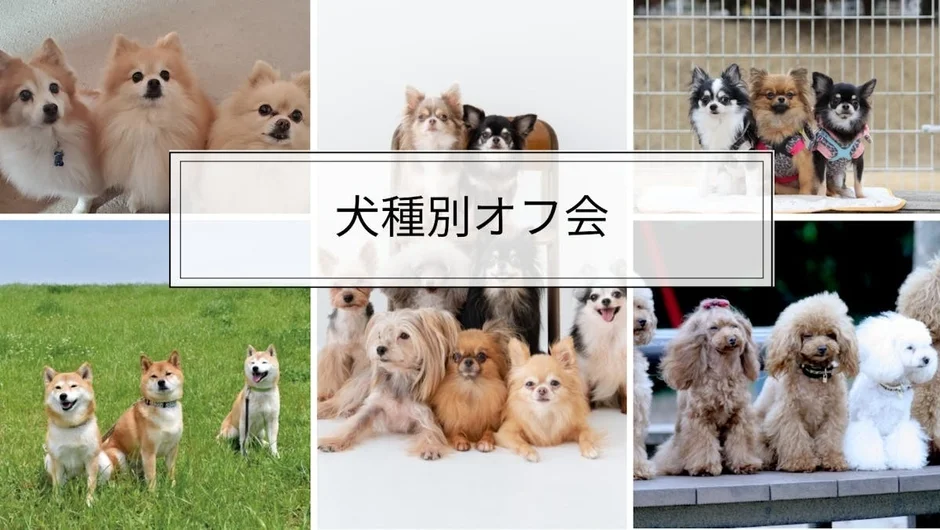 犬種別オフ会の様子
