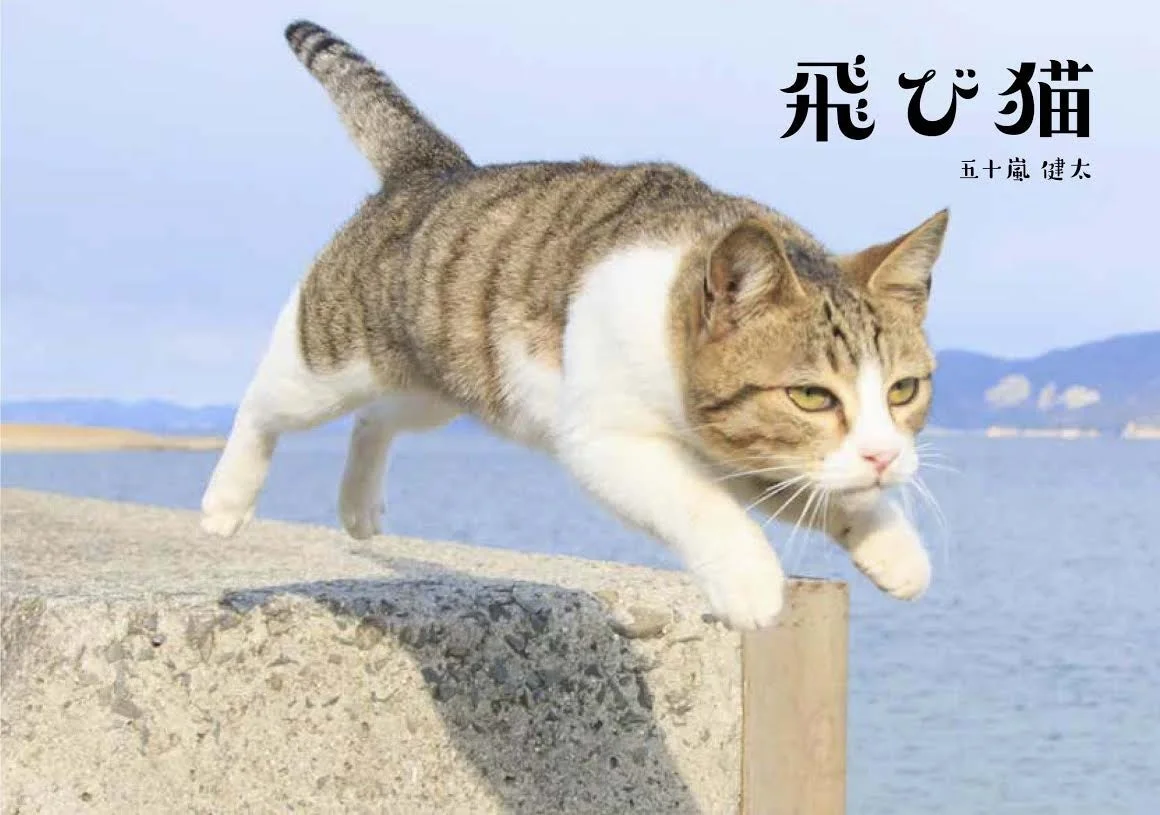 飛び猫_五十嵐健太作品