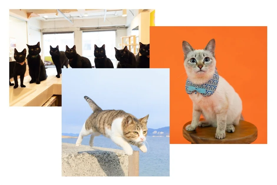 複数の猫の様子を捉えたコラージュ画像