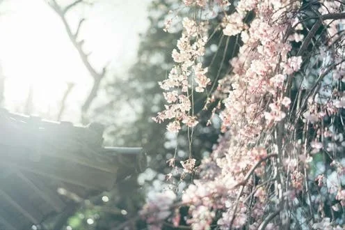 明るい日差しの中で、しだれ桜が美しく咲き誇る風景