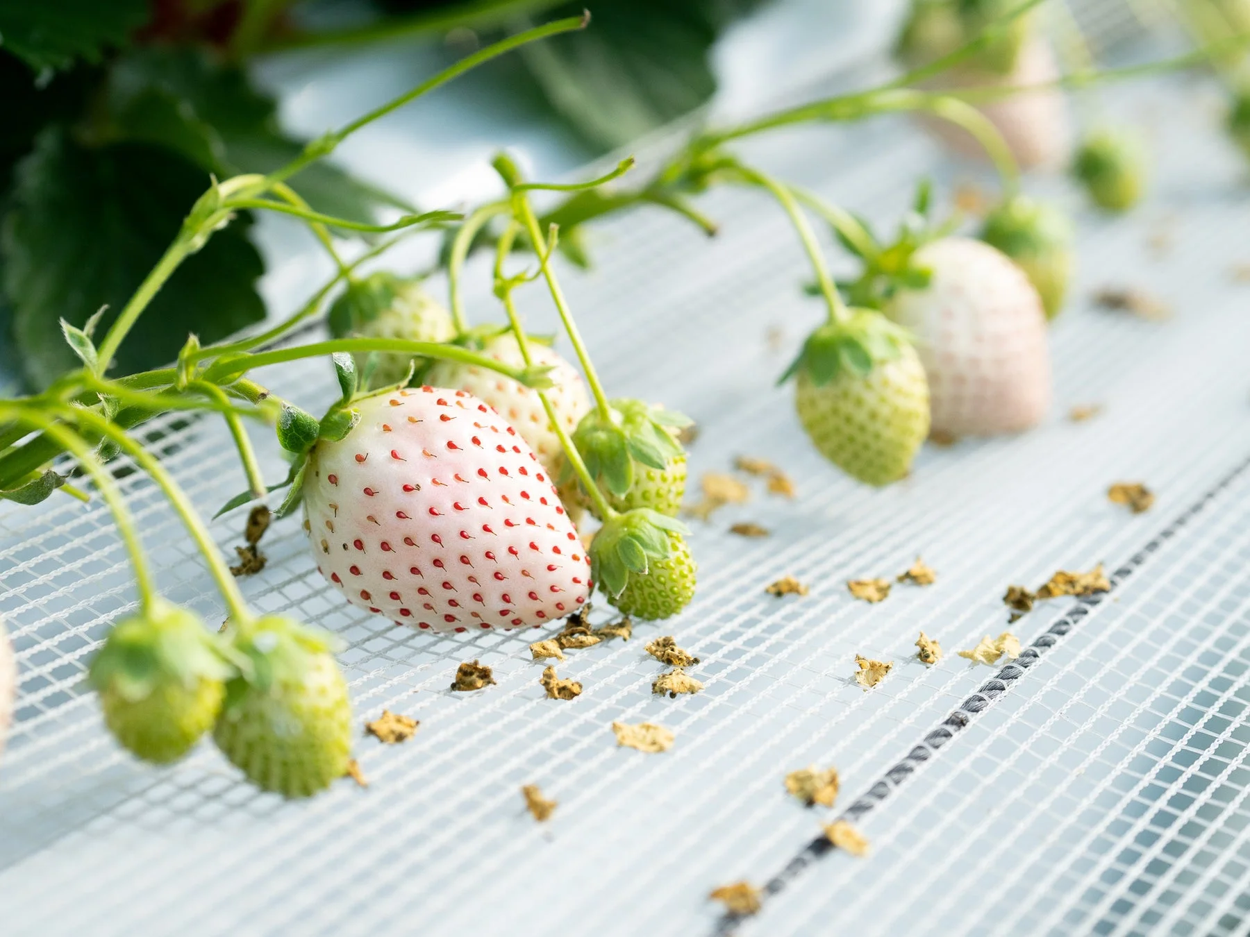 パールホワイト