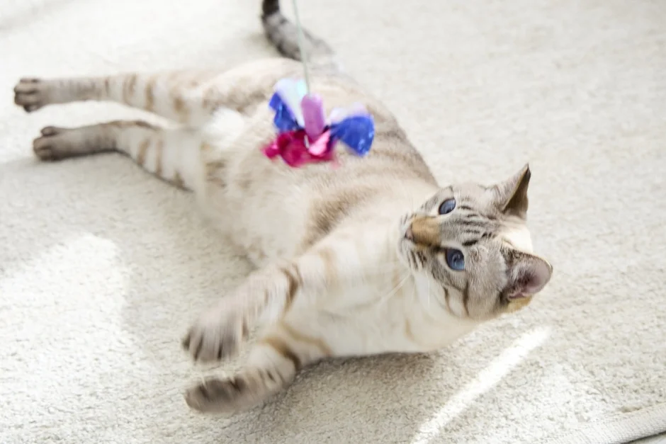 カラフルなおもちゃとじゃれる猫