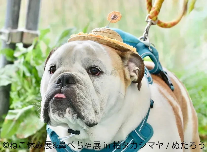 鼻ぺちゃ展 展示作品：ぬたろう