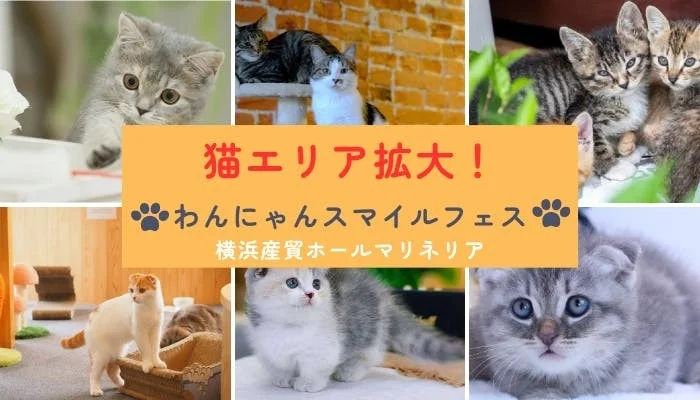 猫エリア