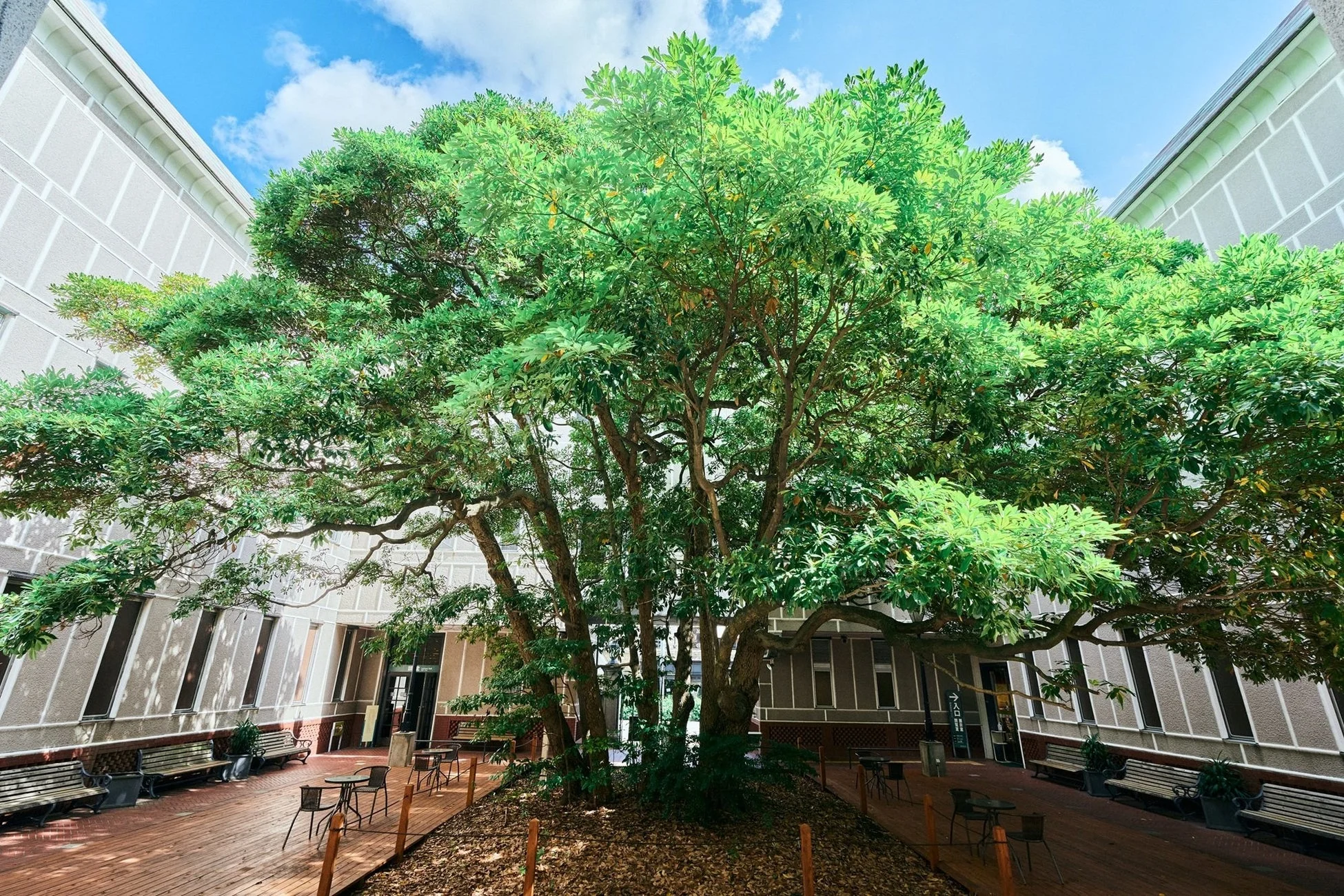 現在のたまくすの木(令和7年撮影)