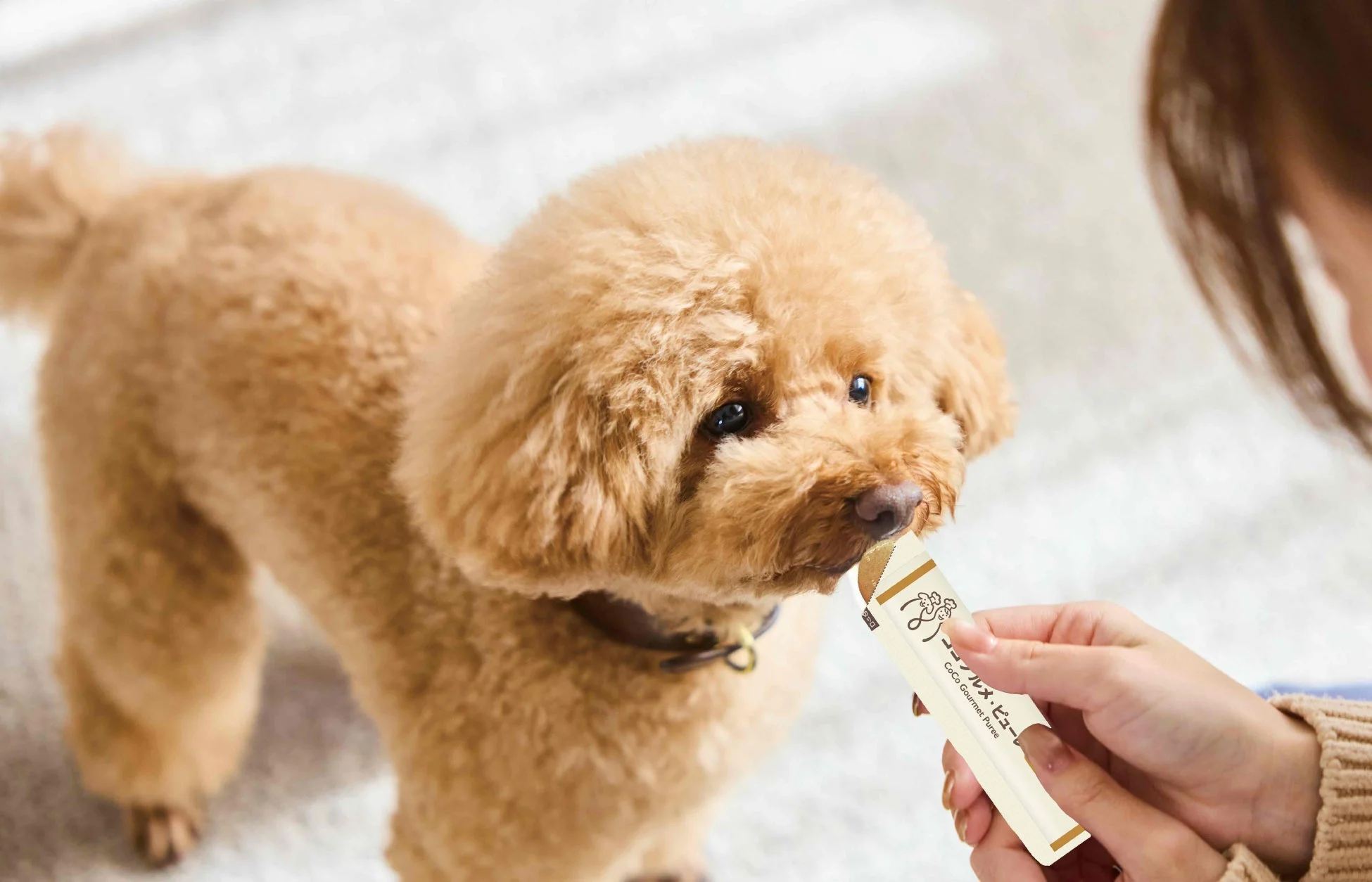 ココグルメ・ピューレを食べるトイプードル