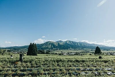 広々とした緑の畑と山々の景観
