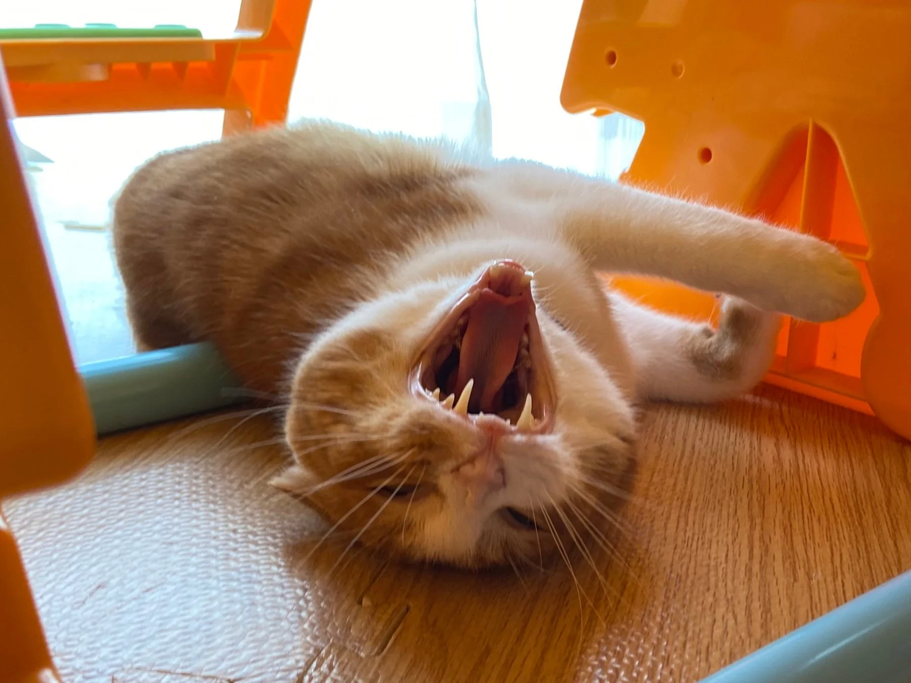 ベスト・アンガー賞の猫