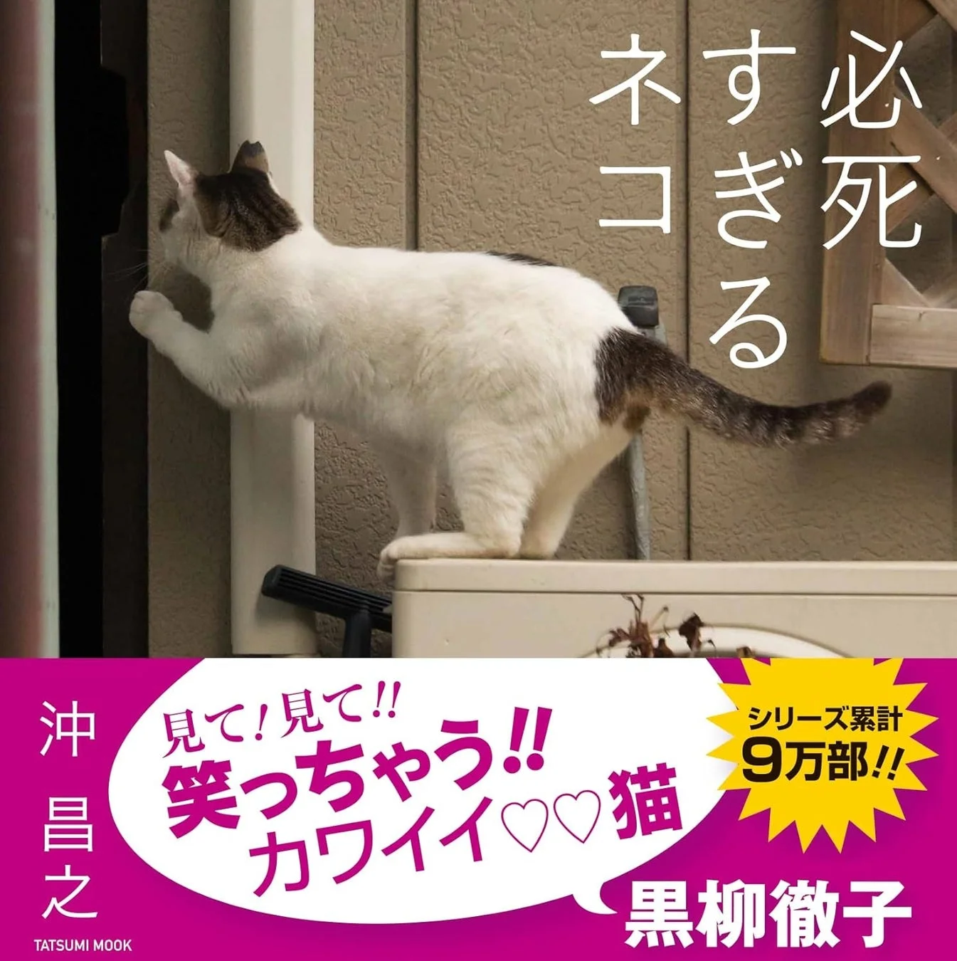 必死すぎるネコ