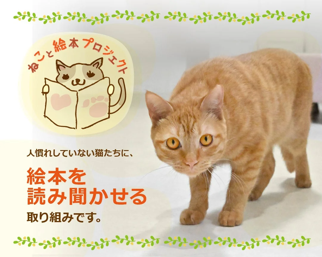 人慣れしていない猫たちに絵本を読み聞かせる「ねこと絵本プロジェクト」を紹介する画像です。茶トラ猫がカメラを見つめています。