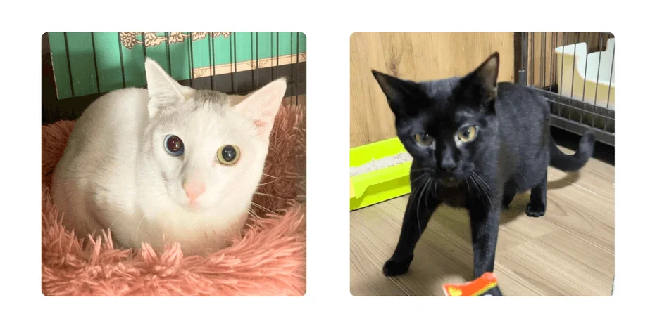 チロルとブラン