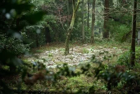 木々が生い茂る森の風景