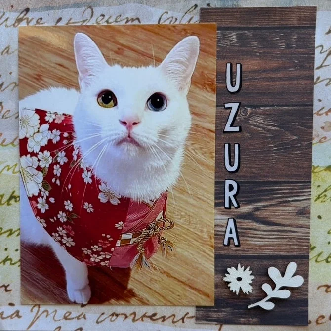 うちの子写真展イメージ