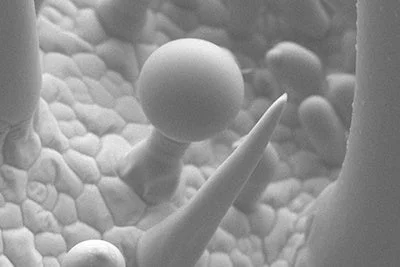 植物の表面の微細構造を示す走査型電子顕微鏡画像