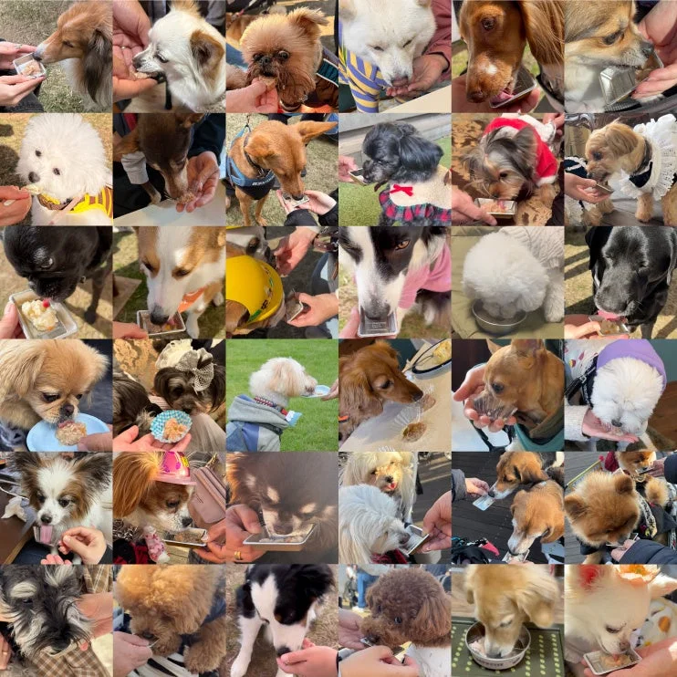 食事を楽しむ犬たち