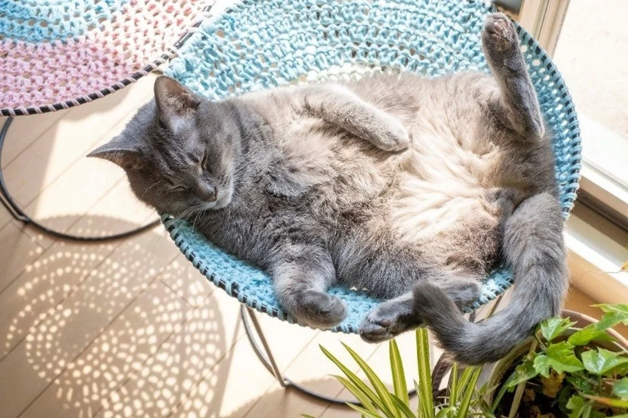 ハンモックで寝ている猫