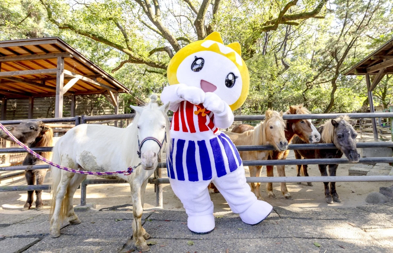 ポニーさんとみやねこ