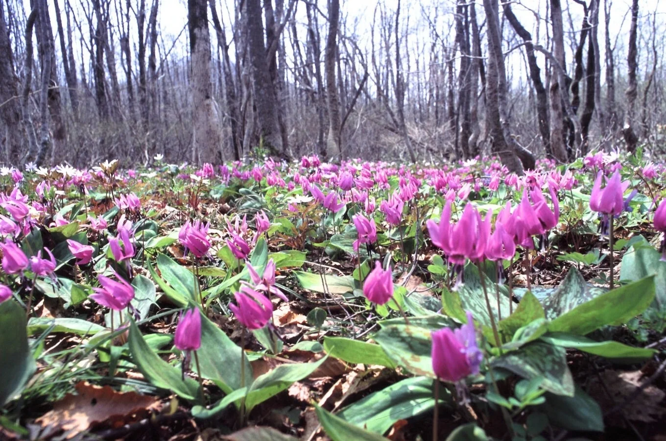 カタクリの花咲く森