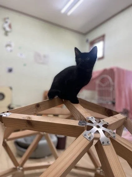 木製ドームのような構造物の上にちょこんと座る黒い子猫
