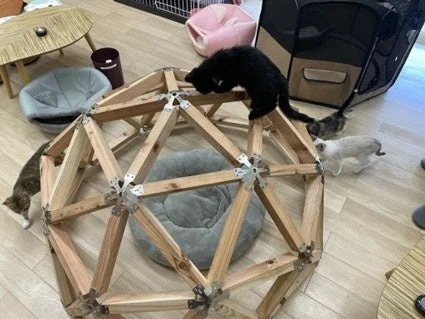 木製ドーム型遊具で遊ぶ複数の子猫たち