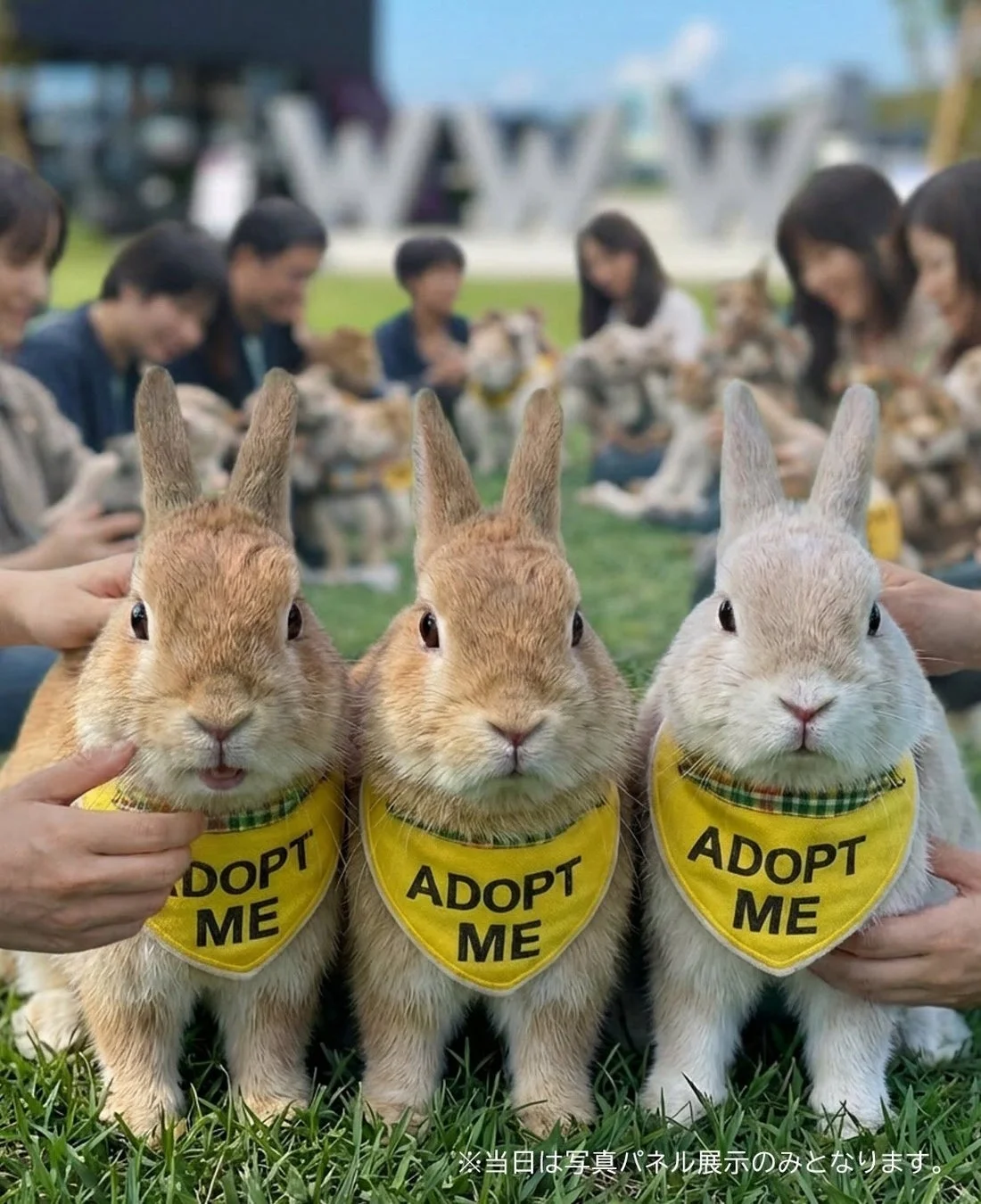 保護うさぎのパネル展示