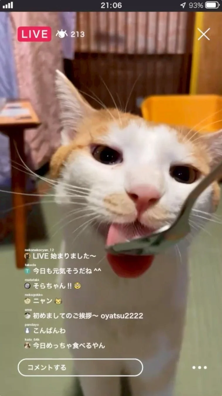 ライブ配信中にスプーンで何かを食べる猫のクローズアップ