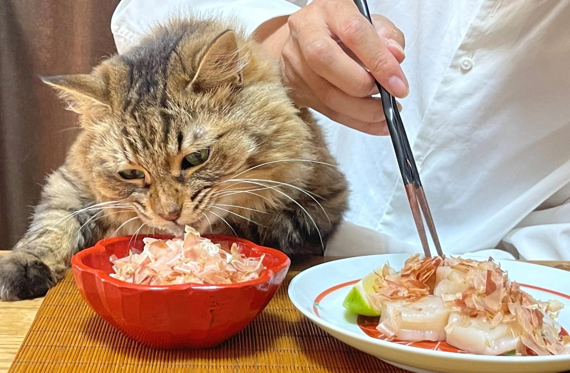 かつおぶしが入った器を熱心に見つめる猫と、箸で皿の上の食べ物を取ろうとしている人の手が写っています。猫が食事に興味を示している様子が可愛らしい一枚です。